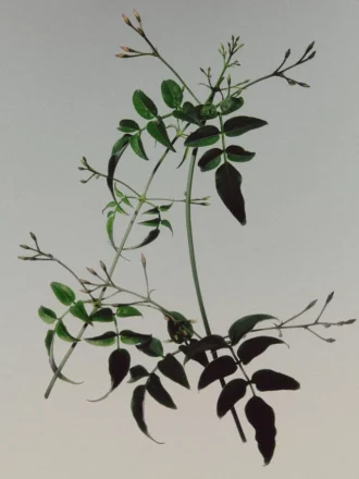 (100 Ml) Morning Poplin Eau De Parfum