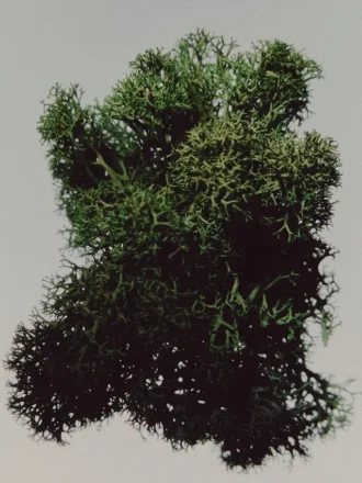 (100 Ml) Rainy Days Eau De Parfum