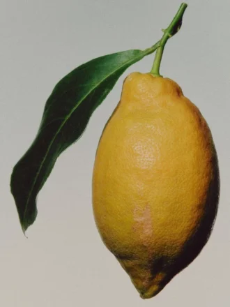 (100Ml) Blue Incense Eau De Parfum